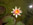 нимфея